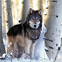 Hovory Schwarzwolf Outdoor po čtyřech letech