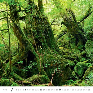 Forest 2025, nástěnný kalendář, prodloužená záda