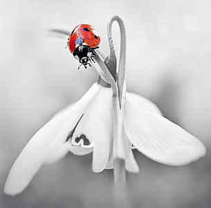 Nástěnný kalendář Black Red 2025 včetně laše