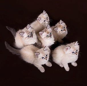 Nástěnný kalendář Cats 2026 včetně laše