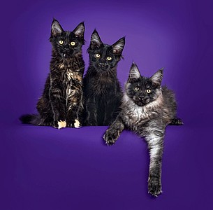 Nástěnný kalendář Cats 2026 včetně laše