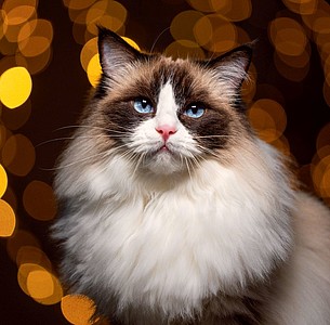 Nástěnný kalendář Cats 2026 včetně laše